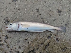 Whiting