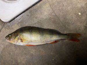 European Perch