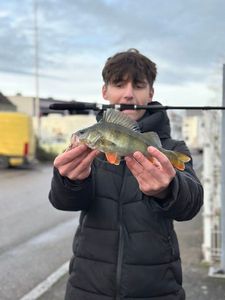 European Perch