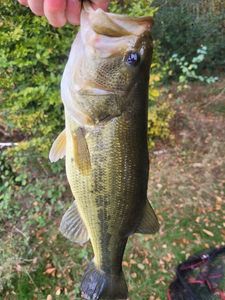 Largemouth Bass