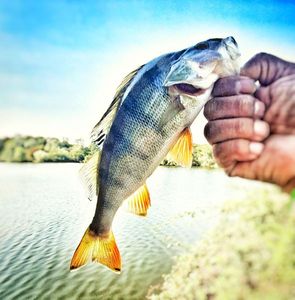 European Perch