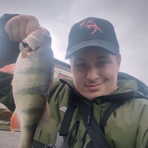 European Perch