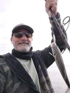 European Bass (Seabass)