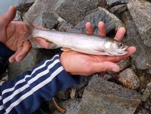 Arctic Char