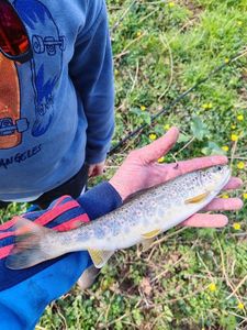 Brown Trout