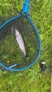 Rainbow Trout
