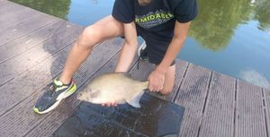 Common Bream