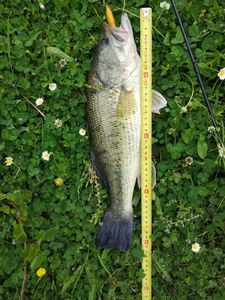 Largemouth Bass