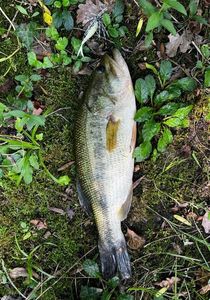 Largemouth Bass