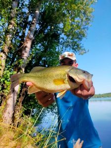 Largemouth Bass