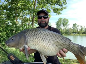 Common Carp