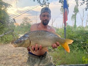 Common Carp