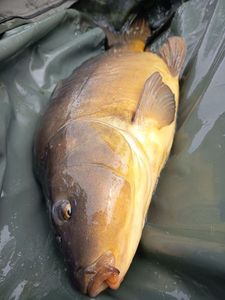 Mirror Carp