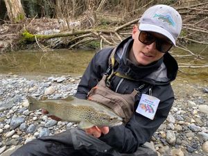 Brown Trout
