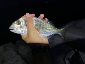 Gilthead Seabream