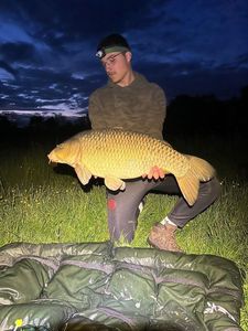 Common Carp