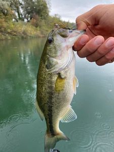 Largemouth Bass