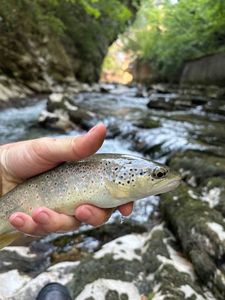 Brown Trout