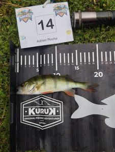 European Perch