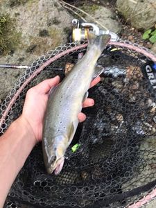 Brown Trout