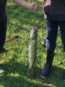 Northern Pike