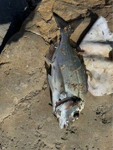 Gilthead Seabream