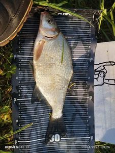 White bream