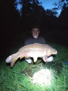 Common Carp