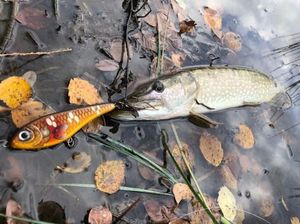 Northern Pike