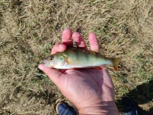 European Perch