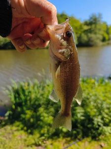 Largemouth Bass