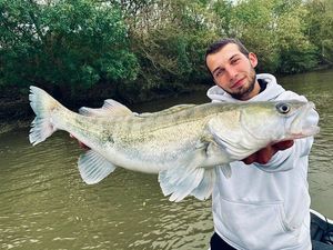 Zander