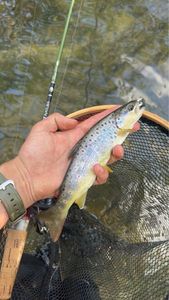 Brown Trout