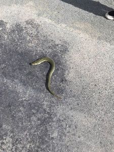 European Eel (Common Eel)