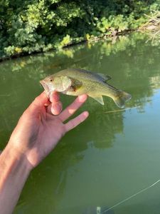 Smallmouth Bass