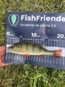 European Perch