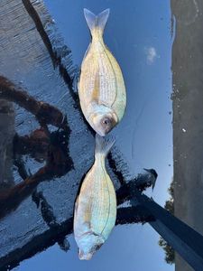 Black Seabream