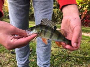 European Perch