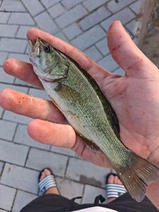 Largemouth Bass