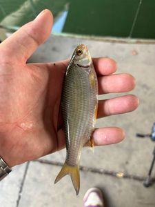 Roach