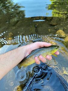 Brown Trout