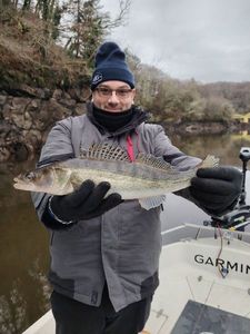 Zander