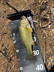 Largemouth Bass