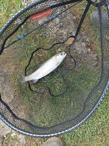 Rainbow Trout