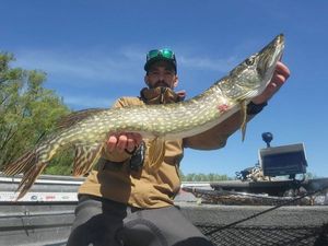 Northern Pike
