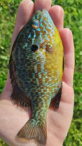Green Sunfish