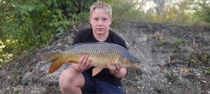 Common Carp