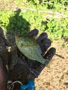 Green Sunfish