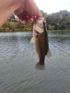 Largemouth Bass