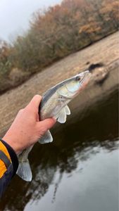 Zander